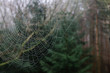 © Darren Seamark/Stocksy - Spider web in a forest
