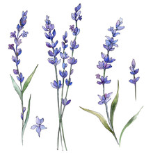 Wildflower Lavander Flower In A Watercolor Style Isolated. Full Name Of The Plant: Lavander. Aquarelle Wild Flower For Background, Texture, Wrapper Pattern, Frame Or Border.