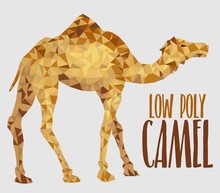 African One Horned Camel Vector Illustration