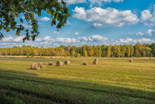 Picture Of Straw Bales At The Farm Field With Blue Sky And Green Trees