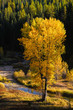 Fall colors on a cottonwood tree in north Idaho