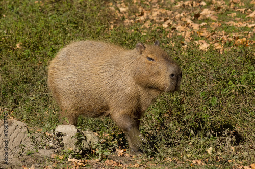 500_F_176017776_UtEYOttjDEyTB6GxU6EfNNWKw4pmPeTk.jpg