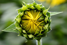Sunflower Budding