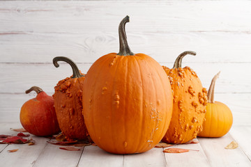 Wall Mural - Colorful orange pumpkins for Halloween and Thanksgiving, holiday decoration