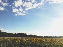 A Field Of Sunflowers