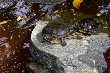 two turtles