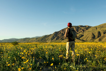 Walking through anza borrego