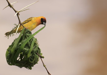 vitelline masked weaver bird nest