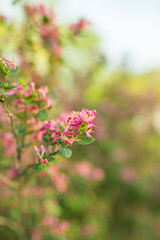 Wall Mural - Pink Tree Blossoms
