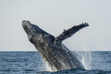 Humpback Whale Breaching During The Annual Sardine Run Along The East Coast Of South Africa.