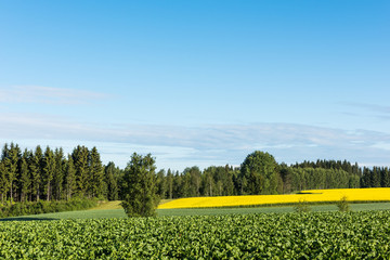 Field in a countryside in a summer morning with some clouds in the sky