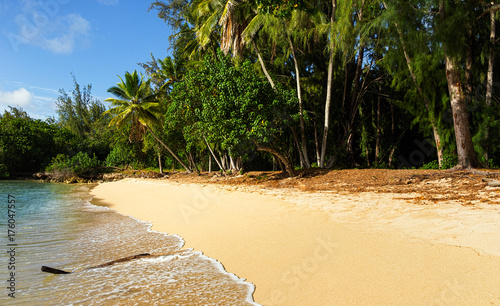 Beach with Palm Tree in a Tropical Location
