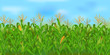 Horizontal seamless corn field with the blue sky / Realistic vector corn field in the harvesting time
