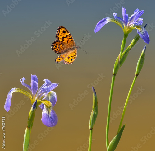 Fotografie, Obraz Schmetterling mit zwei blauen Wasserlilien