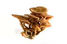 Mushrooms Honey Agaric