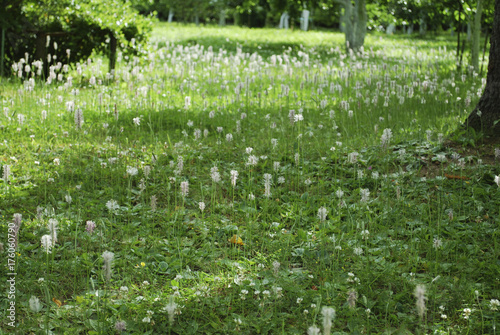 Fotografía Meadow of Plantago major (broadleaf plantain, white man's foot, or greater plantain) white flowers