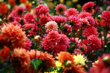 Dahlias In Red Tones./In A Flower Bed A Considerable Quantity Of Flowers Dahlias With Petals In Various Tones Of Red Color.