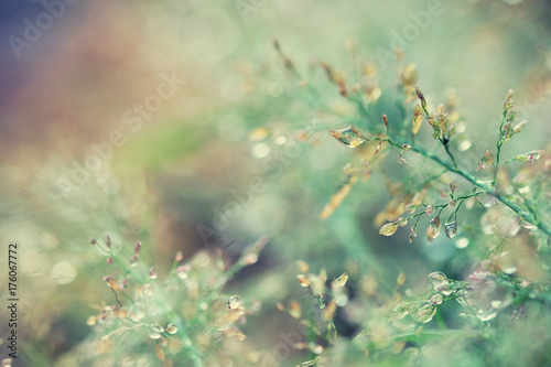 Macro water drops on grass Select focus and manual focus. In the pastel style