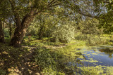 Fototapeta  - Autumn garden by a pond