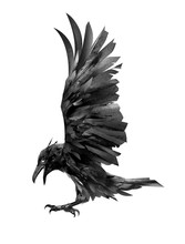 Drawing Flying Crow. Isolated Sketch Of A Bird.