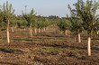 Almond plantation trees
