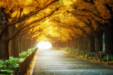 Beautiful Road Path Under Trees Arch In Autumn