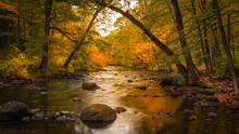 Autumn Foliage Along The Musconetcong River In Stephens State Park, Hackettstown, NJ