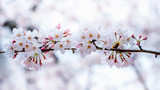 Cherry blossom or sakura in spring.