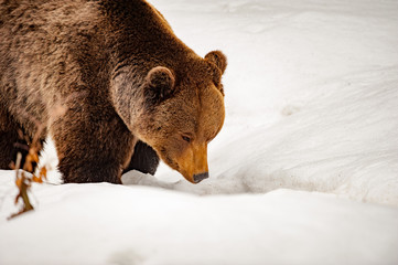 Wall Mural - bear portrait in the snow background