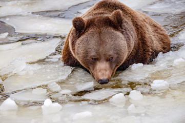 Wall Mural - bear portrait in the frozen lake