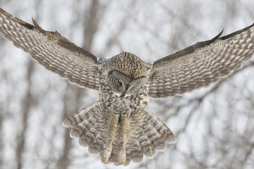 Wall Mural - great grey owl in winter