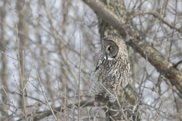 Sticker - great grey owl in winter