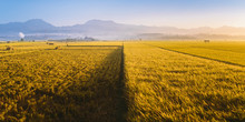 Golden Rice Field