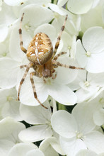 European Garden Spider On Hydrangea Flower