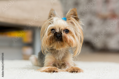Yorkshire Terrier With A Short Haircut Lies On The Carpet Buy