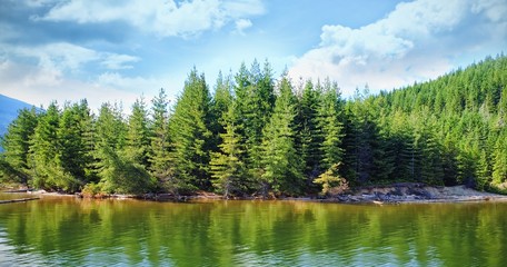 Poster - Trees growing by river during sunny day