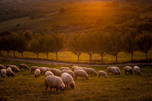 A Flock Of Sheep At Sunset On The Hills Of Romania