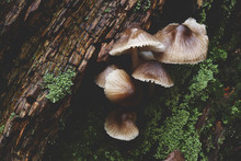 Fungi Mycena Fagetorum, Growing On Tree Bark. Norfolk, UK.