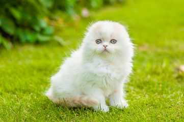  Portrait of a highland fold kitten on green grass