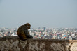 A monkey observes the city of Jaipur from a wall (Rajasthan, India)