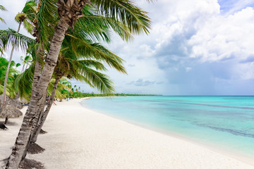 Wall Mural - paradise tropical beach palm