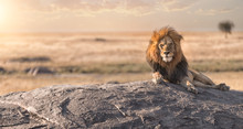 A Male Lion Is Sitting On The Top Of The Rock In Serengeti Nation Park,Tanzania