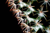 Fototapeta Dmuchawce - Texture of Cactus plant close-up on black background . soft focus