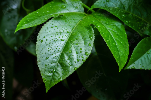 Zdjęcie XXL tło tekstura zielony Liść i woda kropla nieostrość
