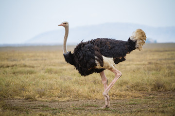 running ostrich - serengeti national park - tanzania