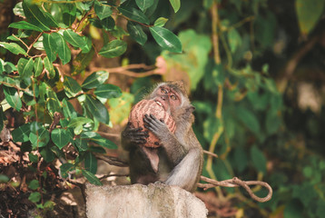 Cute monkey eating coconut