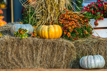 Yellow And Gray Pumpkins On A Bench With A Sheaf Of Hay. Nearby There Are Red Flowers In A White Box. Colorful Autumn In Moscow City, Russia.