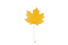 Single Yellow Maple Leaf On White Isolated Background