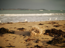 Seaweed On A Beach