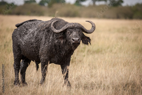 Fotografie, Obraz Aggressive lone buffalo, a general, standing at attention, Masai Mara, Kenya